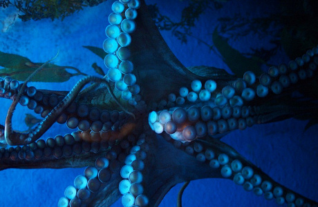 Океанариум Siam Ocean World в Бангкоке