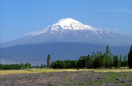 Арарат