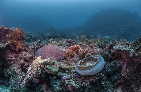Филиппинское море
