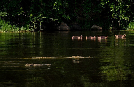Водопад Мерчисона