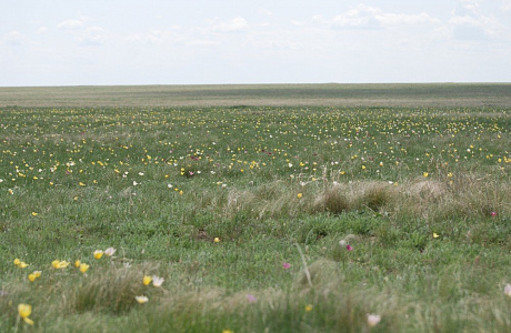 Кургальджинский заповедник