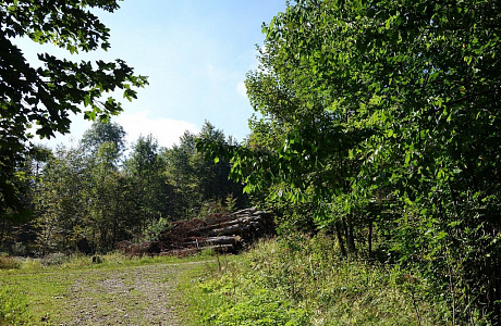 Булонский лес