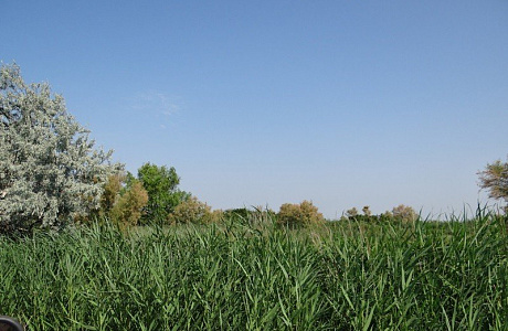 Камарг