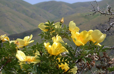 Каратауский заповедник