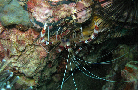Андаманское море