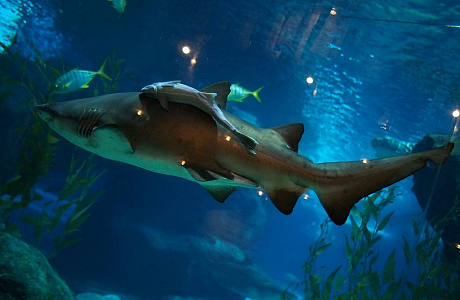 Океанариум Siam Ocean World в Бангкоке