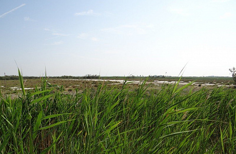 Камарг