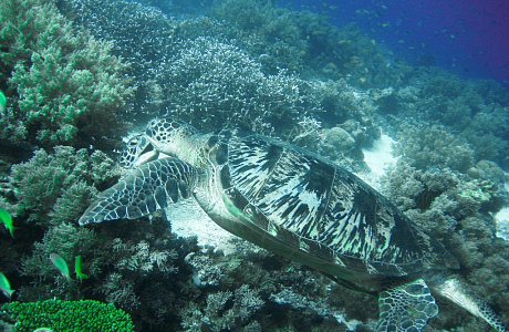 Море Минданао