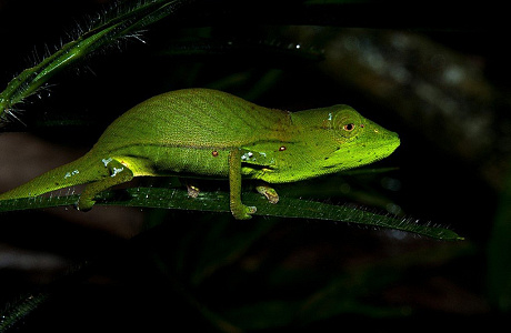 Национальный парк Перине