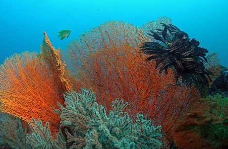 Андаманское море