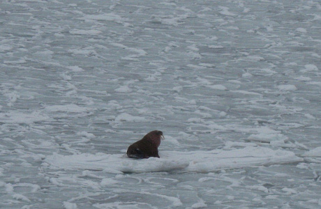 Карское море