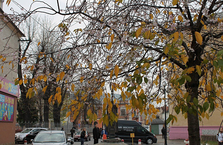 Ужгород