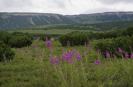 Камчатка