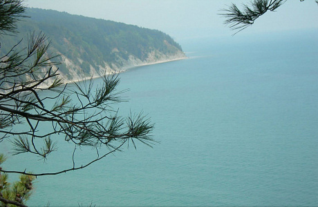 Бетта