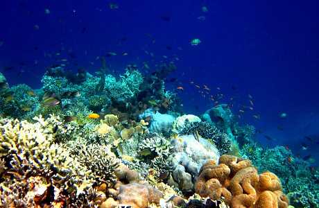 Море Хальмахера