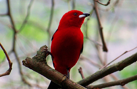 Сельва Южной Америки