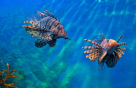 Океанариум Siam Ocean World в Бангкоке