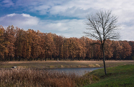 Великоанадольский лес