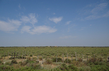 Камарг