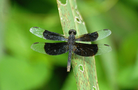 Национальный парк Дарьен
