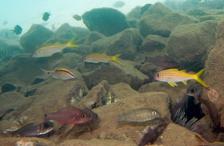 Море Коро