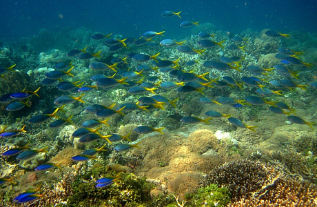 Море Хальмахера