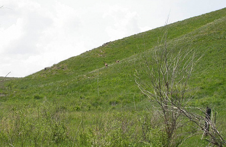 Оренбургский заповедник