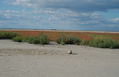 Камарг