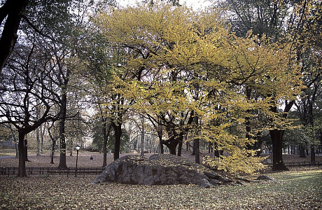 Центральный парк Нью-Йорка