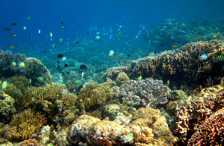 Море Хальмахера