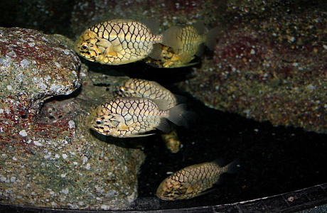 Океанариум Siam Ocean World в Бангкоке
