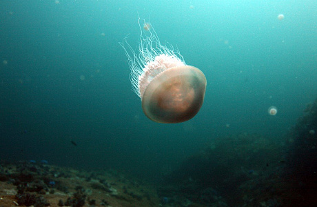 Андаманское море