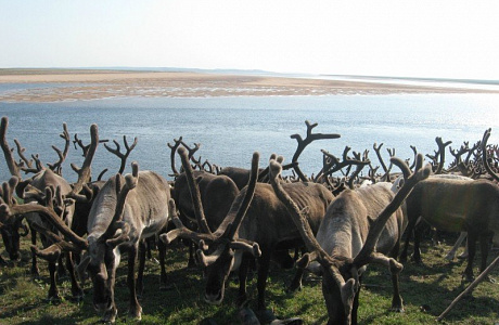 Таймырский заповедник