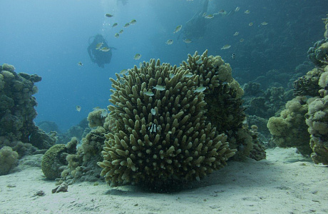 Красное море