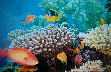 Красное море
