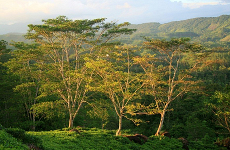 Синхараджа