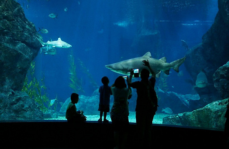 Океанариум Siam Ocean World в Бангкоке