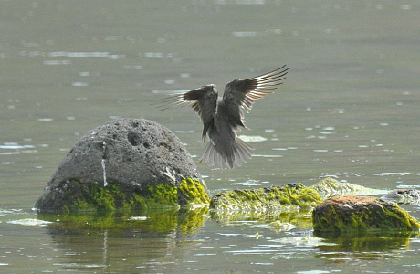 Берингово море