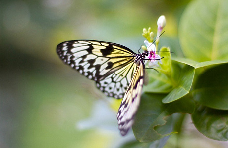 Сад бабочек на Пхукете