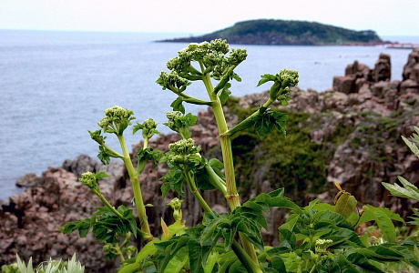 Японское море
