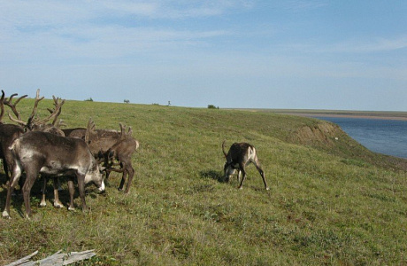 Таймырский заповедник