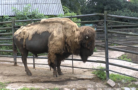 Калининградский зоопарк