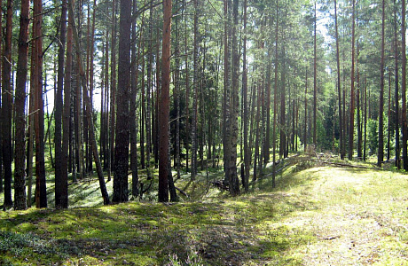 Катынский лес