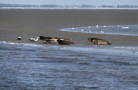 Вадденское море