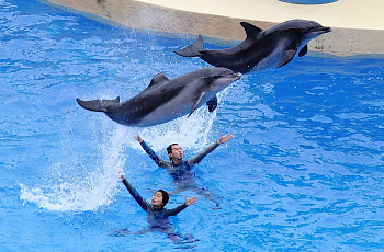Шоу дельфинов в Ocean Park