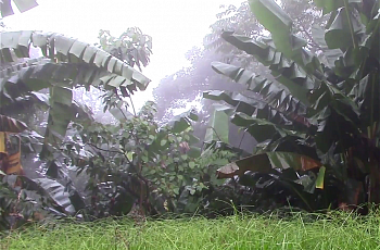 Во время ливня