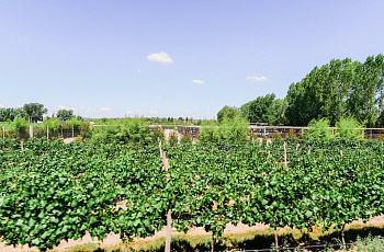 Винодельня Areni Winery