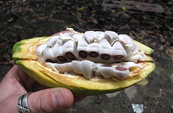 Плод какао