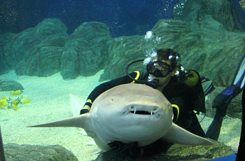 Sochi Discovery World Aquarium