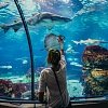 Аквариум Барселоны